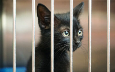 Vuelco al Instituto de Protección Animal