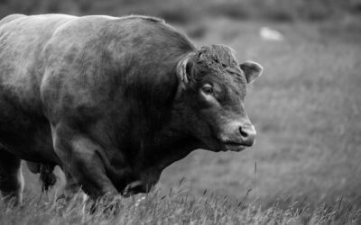 Por los toros: Plan B, C, D…