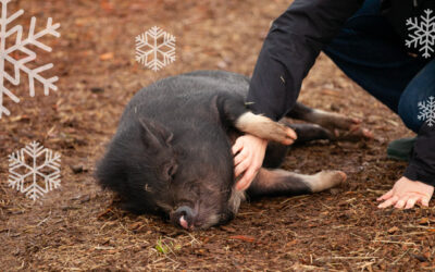 Navidad sin crueldad