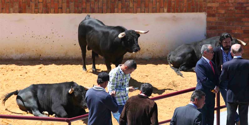 Masacraron a ‘Libertad’