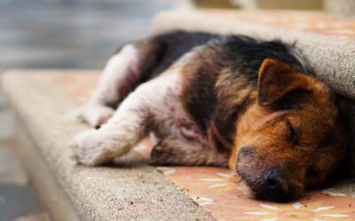 Violencia sexual contra animales, un delito autónomo