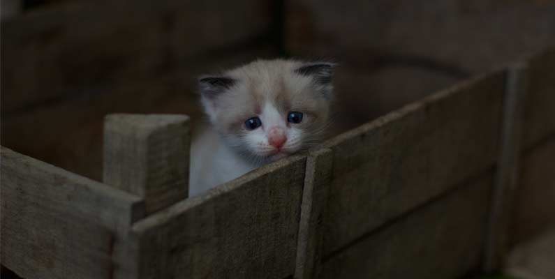 Indignación positiva por el maltrato animal