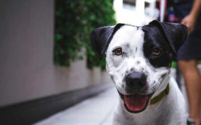 Ya puede descargar un formato de acción de tutela para proteger su derecho a convivir con animales de compañía