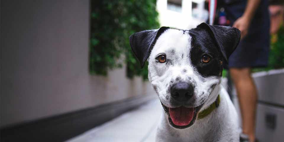 Ya puede descargar un formato de acción de tutela para proteger su derecho a convivir con animales de compañía