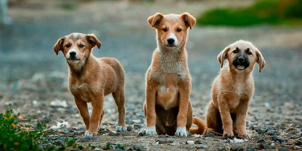 Pésimo Plan para los animales