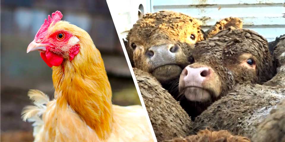 Radican proyectos de ley para hacer obligatorio el etiquetado de huevos según su proceso de producción y prohibir la exportación marítima de animales vivos