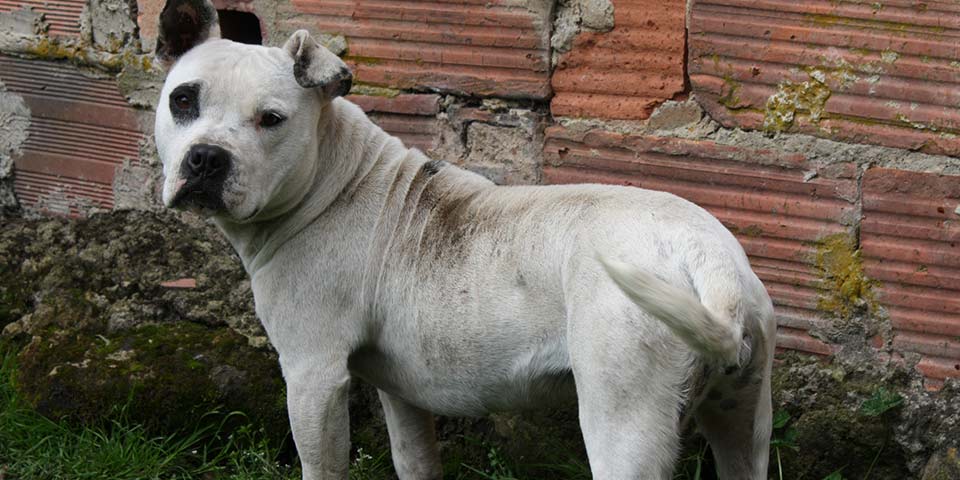 158 perros y gatos que vivían en CAIs fueron auxiliados por  la ciudadanía y protegidos de los disturbios