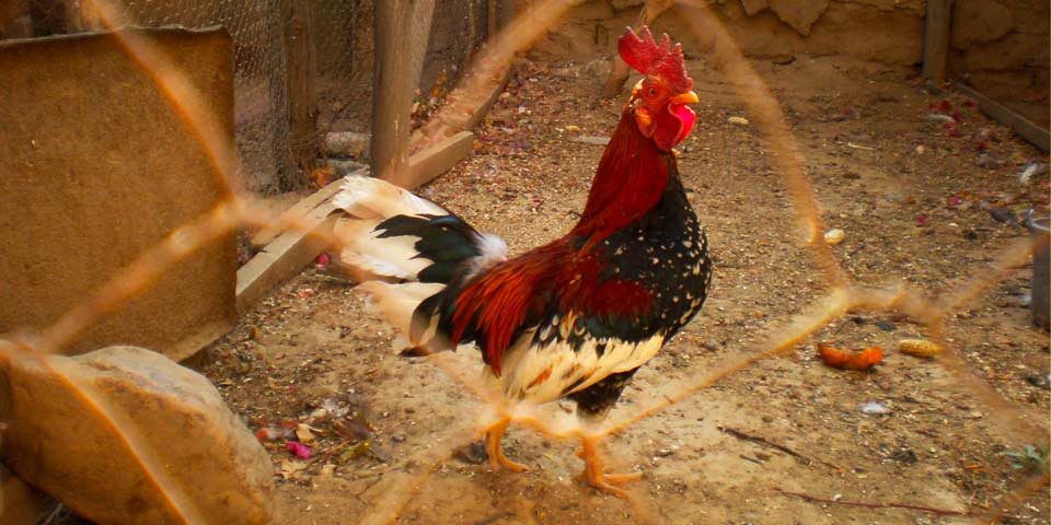 Acuerdo por el cual se desincentivan las riñas de gallos en el Distrito Capital