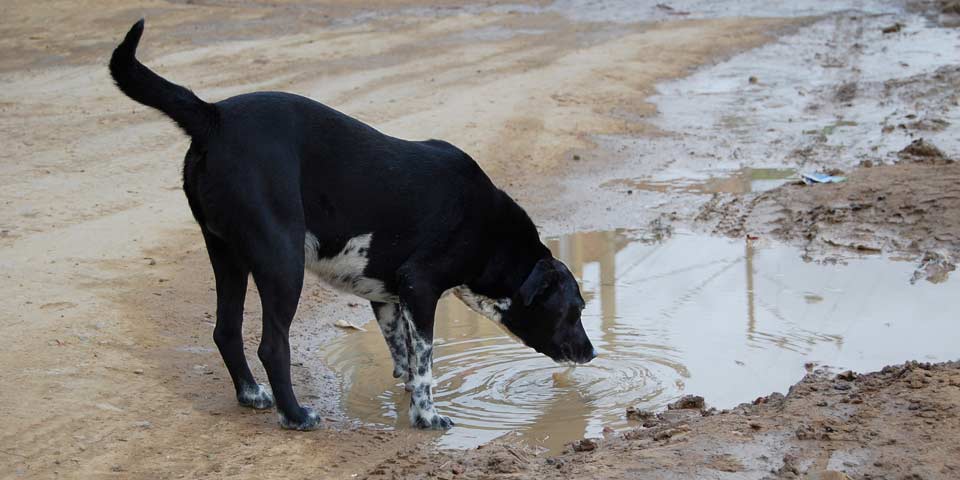 Agenda con movilidad para proteger las vidas de los animales en las vías | Marzo 18 de 2021