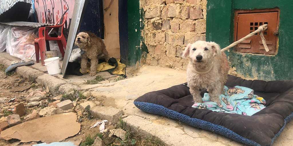 Animales en riesgo por mala planeación en el Instituto Distrital de Protección Animal