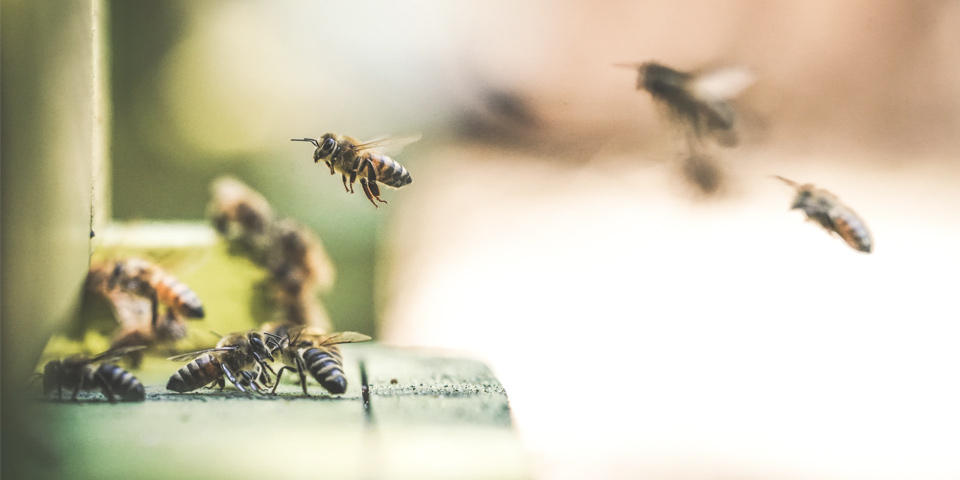 Mesa interinstitucional en favor de las abejas | Marzo y abril 2021