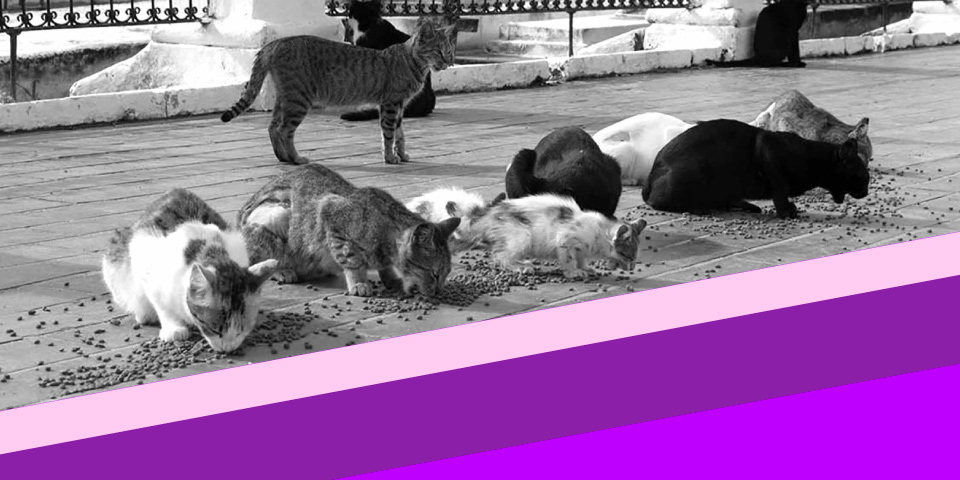 ¡Pilas con los temas animalistas del Plan de Desarrollo!:  concejal animalista de Bogotá, Andrea Padilla