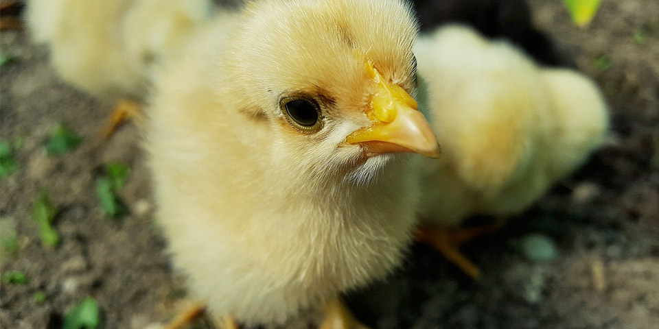 Santuarios acogerán a animales de granja afectados por el paro