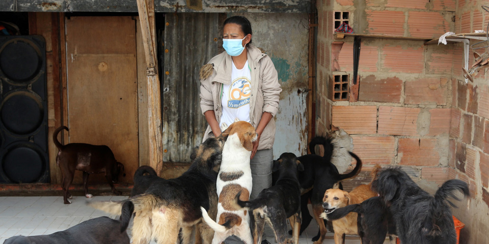 Acuerdo por el cuál se reconoce, fortalece y apoya la labor de las cuidadoras, los cuidadores y los hogares de paso de animales domésticos rescatados en el Distrito Capital