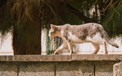 ¿Administradores vs. gatos y perros sin hogar?