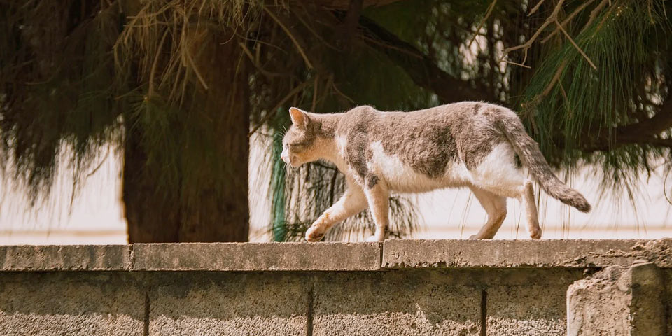 ¿Administradores vs. gatos y perros sin hogar?