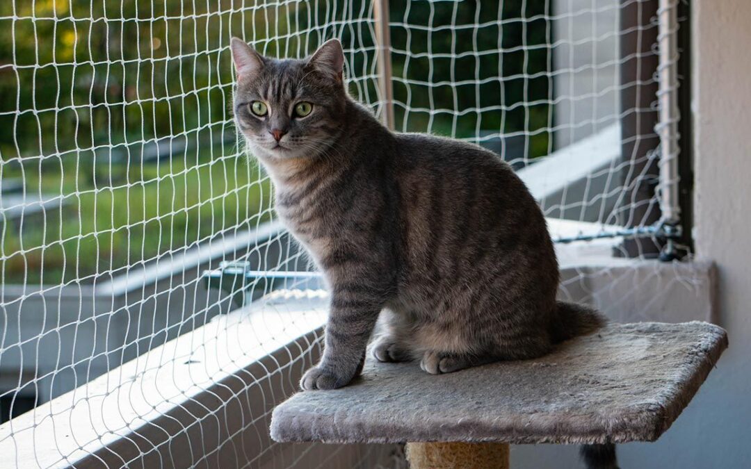 atraer jugar Jugar con La instalación de mallas en los balcones hace parte del derecho a convivir  con animales de compañía | Andrea Padilla