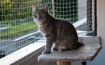 La instalación de mallas en los balcones hace parte del derecho a convivir con animales de compañía