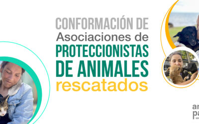 Así puedes conformar una Asociación de proteccionistas de animales en tu municipio o departamento
