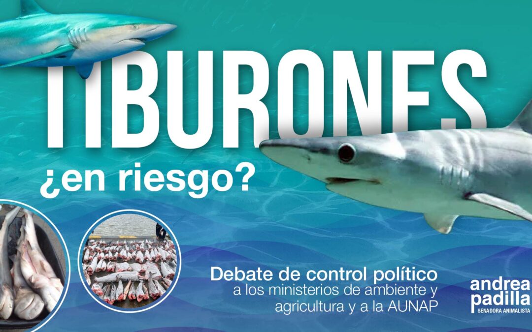 Tiburones, ¿en riesgo? | Debate de control político