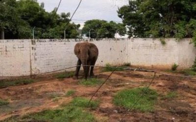 Radicado nuevamente el Proyecto de Ley Chucho