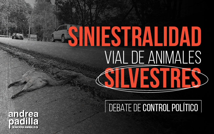 572 mil animales silvestres son atropellados anualmente en cada 140km de vías