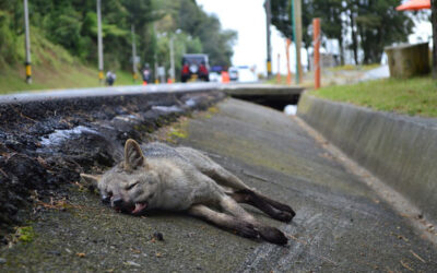 572 mil animales silvestres son atropellados anualmente en cada 140km de vías