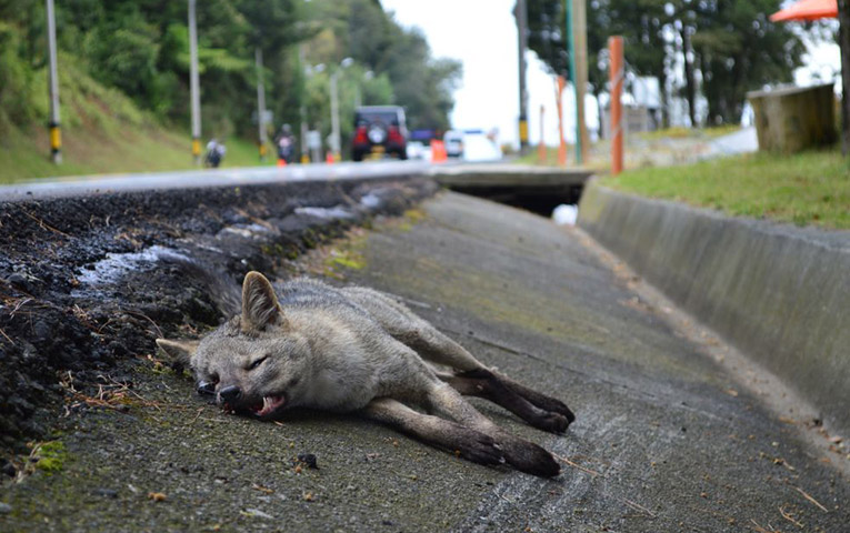 572 mil animales silvestres son atropellados anualmente en cada 140km de vías