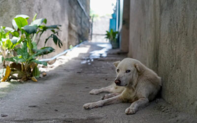 Mucha corbata en el Instituto de Protección Animal de Bogotá