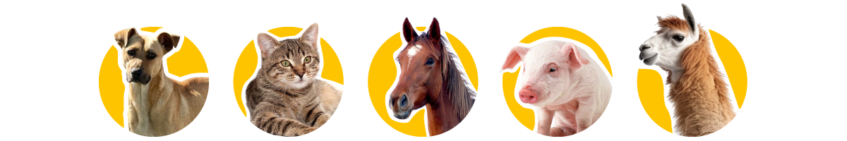 iconos_animalitos_domesticos