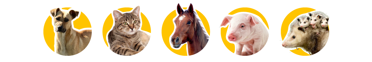 iconos_animalitos_domesticos2