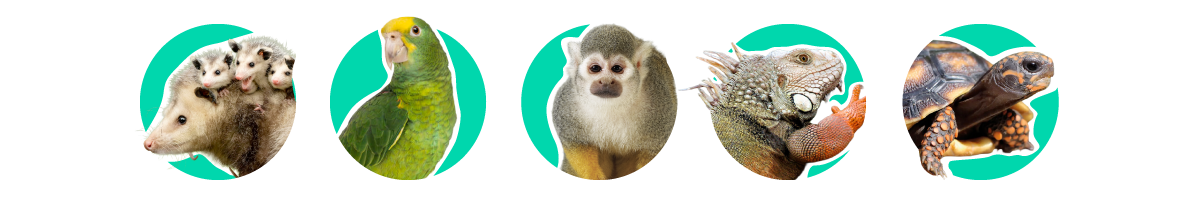 iconos_animalitos_silvestres