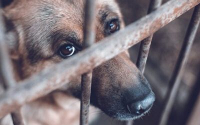 Conoce la Ruta Nacional de Atención al Maltrato Animal